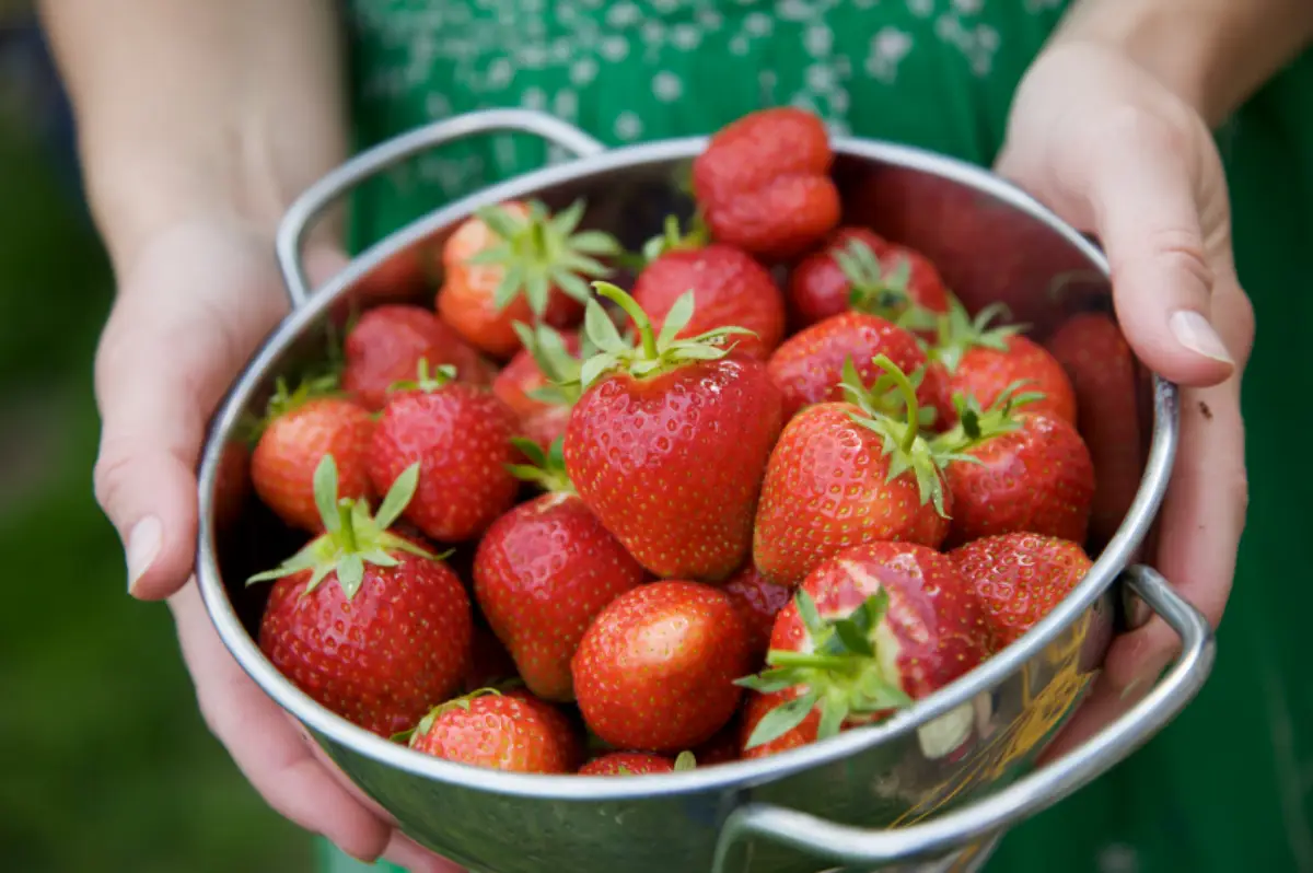 erdbeeren haltbar machen frische erdbeeren in sieb waschen