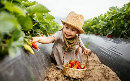 erdbeeren pflücken mädchen mit sommerhut kleid halstuch erdbeeren in korb