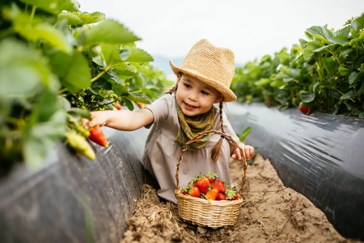 erdbeeren pflücken mädchen mit sommerhut kleid halstuch erdbeeren in korb