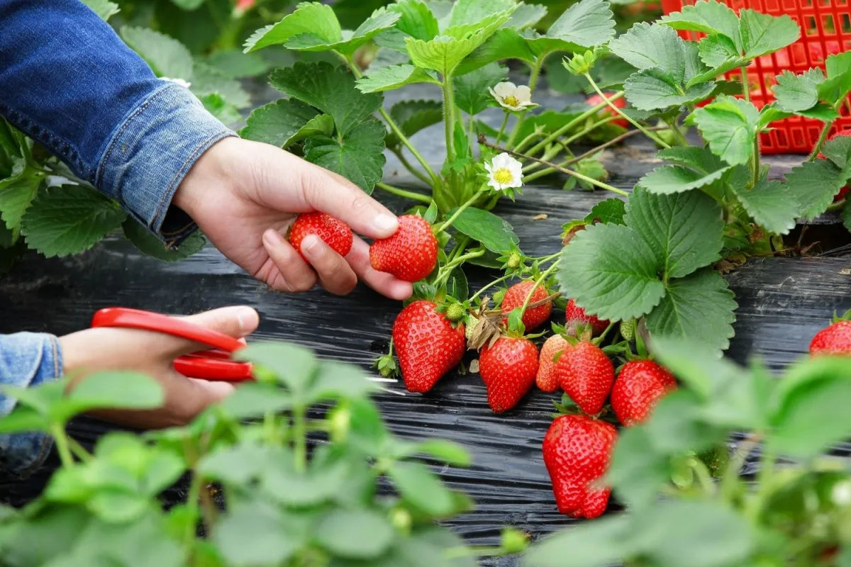 erdbeeren pflücken schere verwenden vorteile