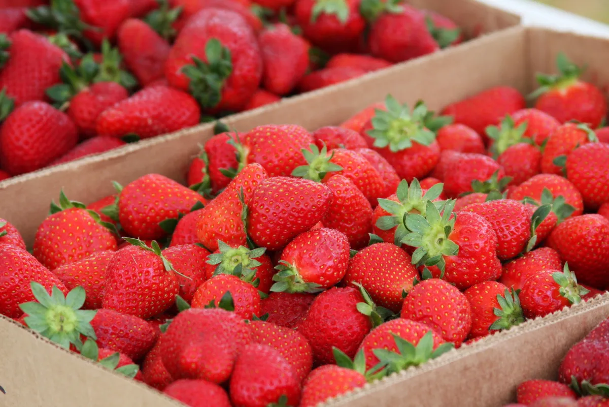 erdbeeren pflücken und richtig aufbewahren in behältern aus karton