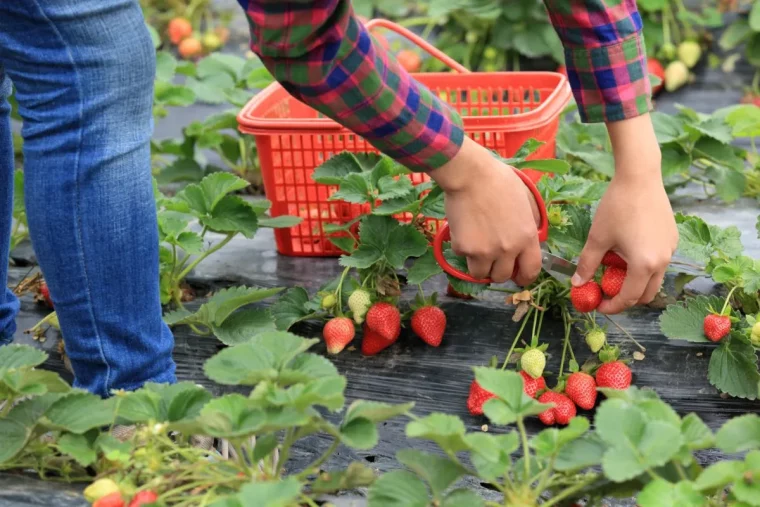 erdbeeren richtig ernten schere verwenden früchte nicht so schnell verderben