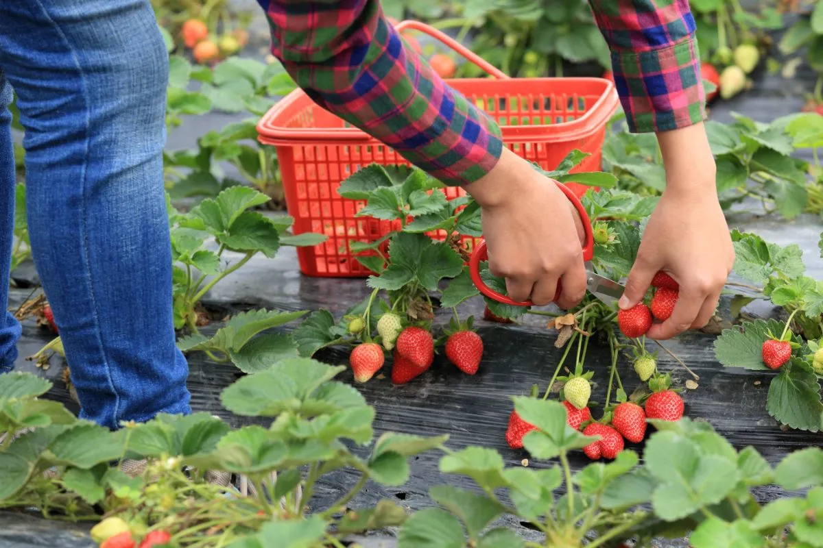 erdbeeren richtig ernten schere verwenden früchte nicht so schnell verderben