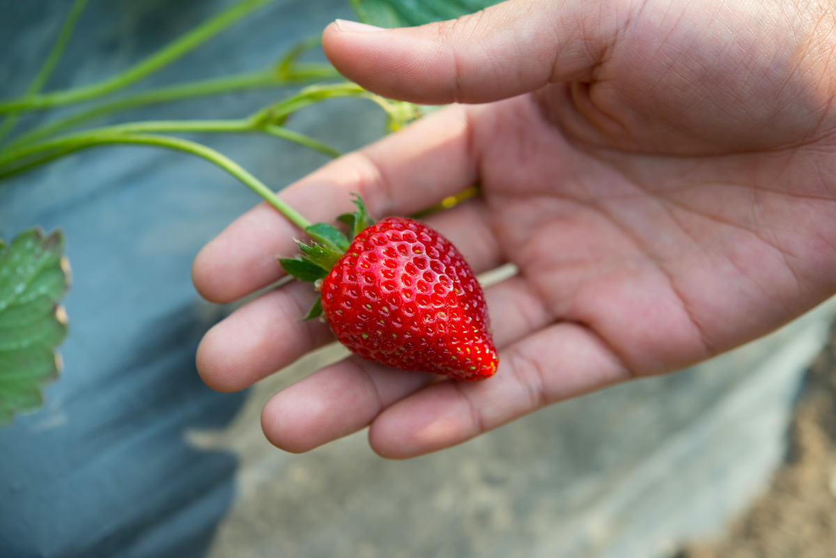 erdbeeren samen gewinnen erdbeere pflanze hand
