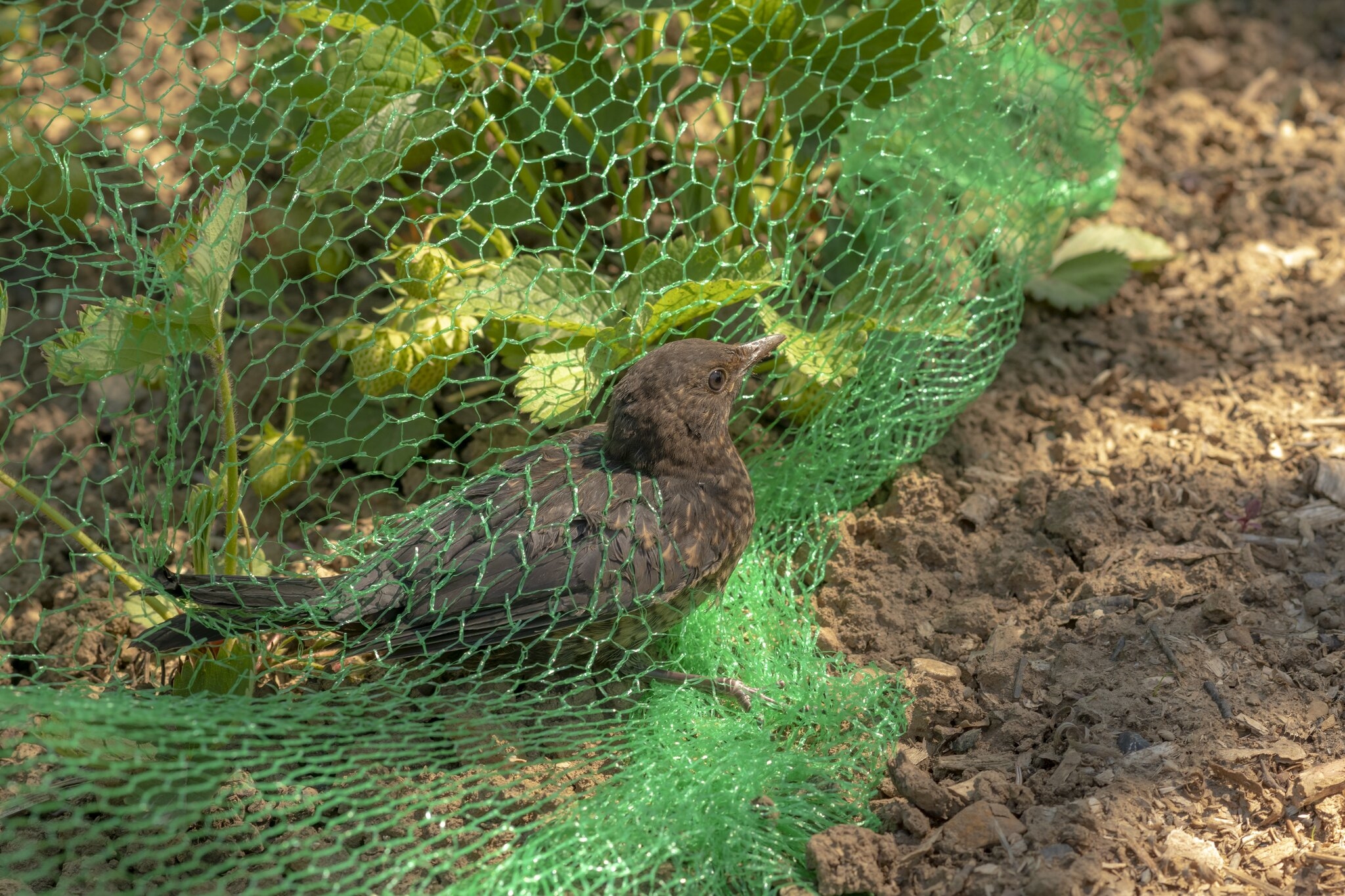 erdbeeren schuetzen vor voegel baumnetz gegen voegel kleiner vogel in gruenem netz