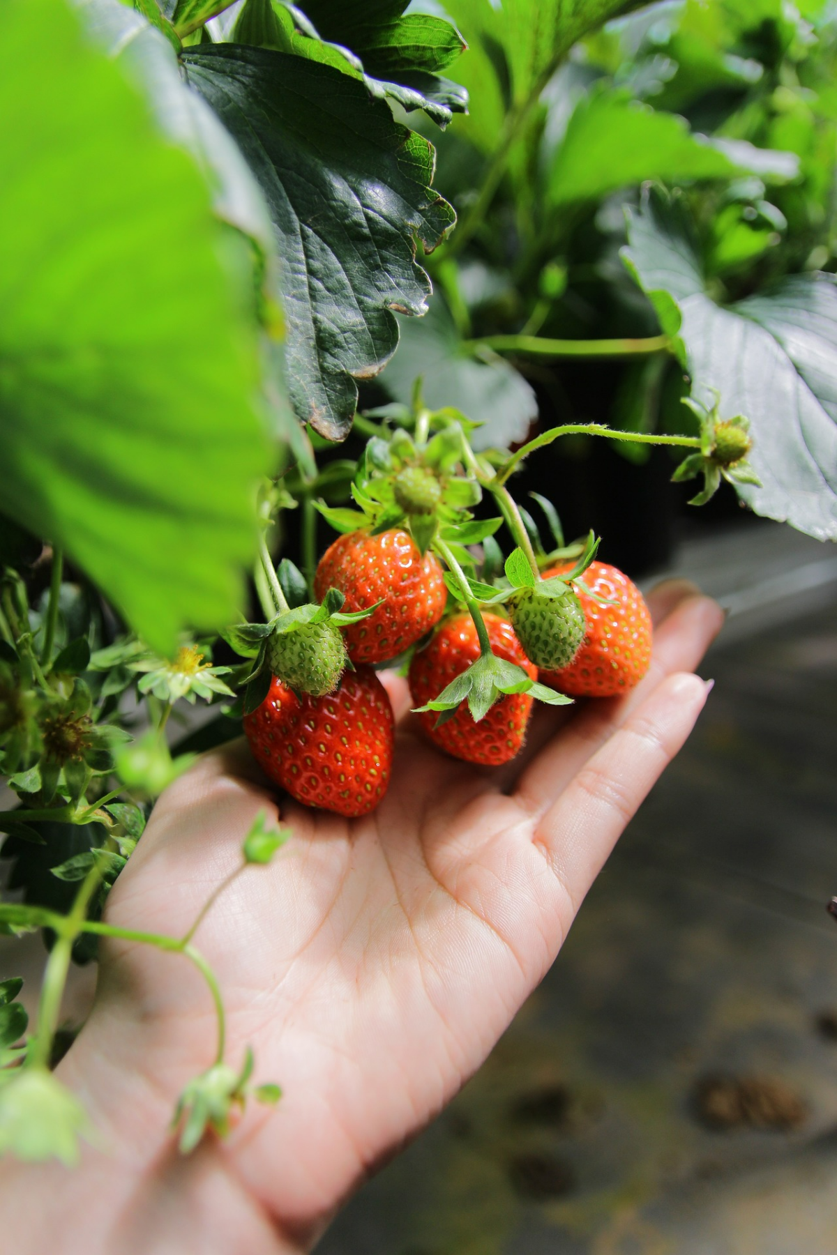 erdbeeren vermehren durch ableger anleitung