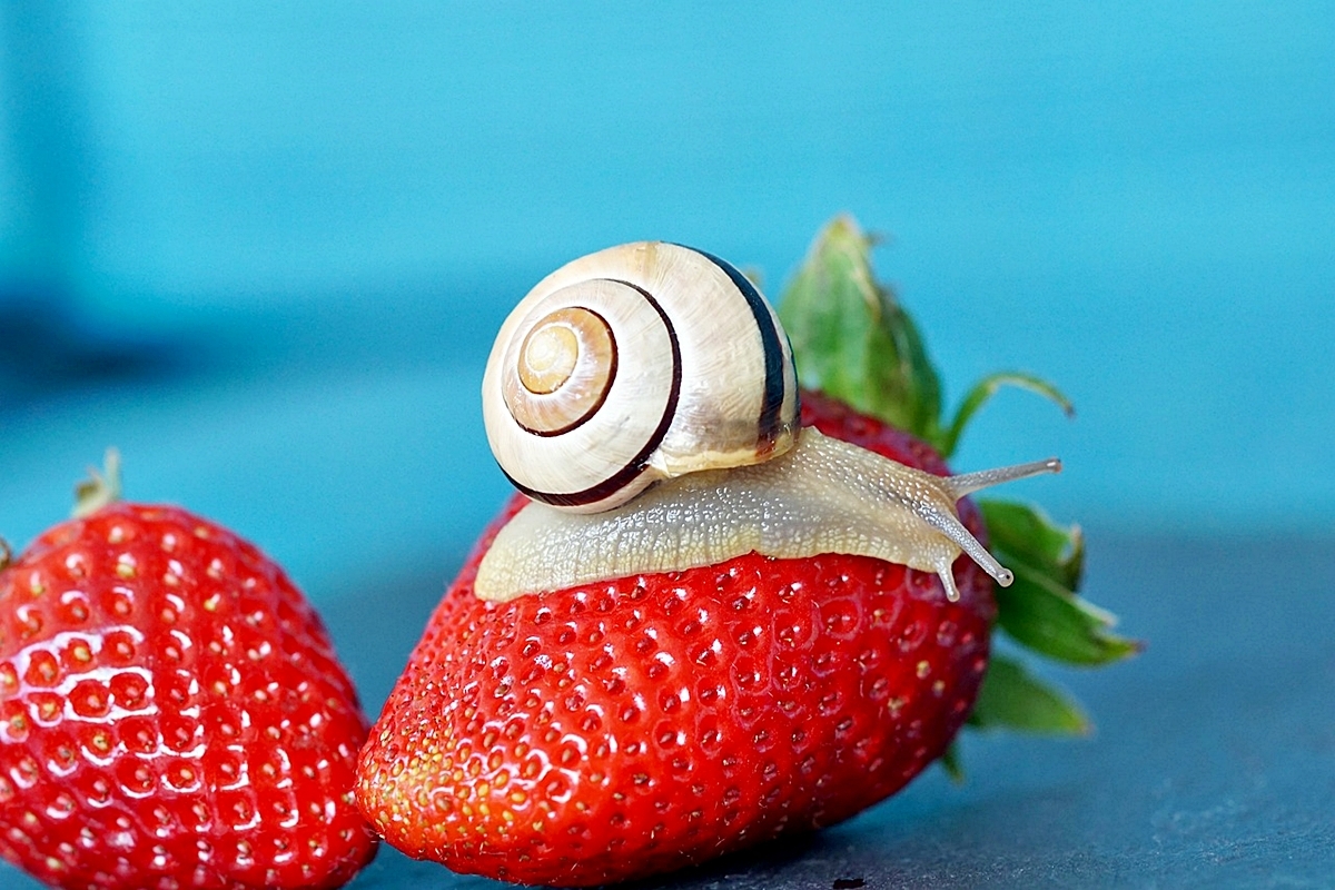 erdbeeren vor schnecken schuetzen schnecke auf beere