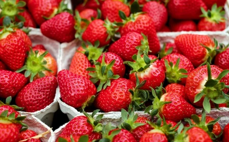 erdbeersamen selber gewinnen viele rote beeren in beaheltern