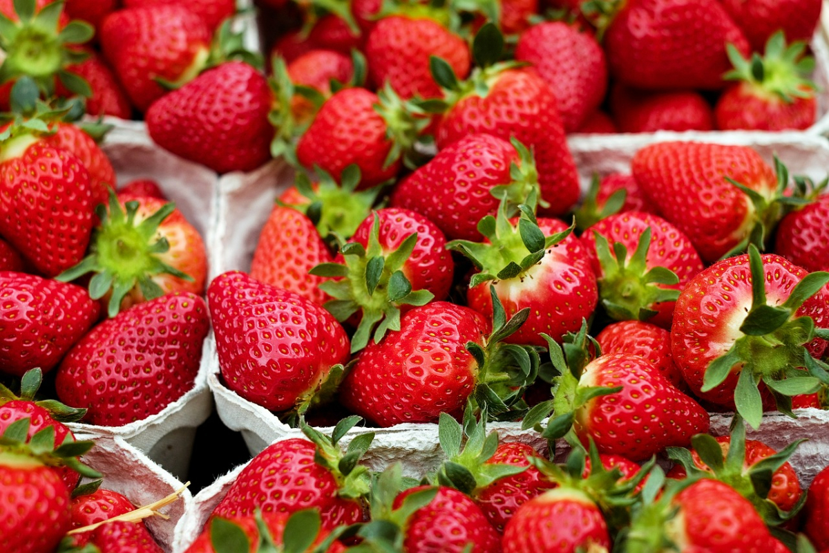 erdbeersamen selber gewinnen viele rote beeren in beaheltern