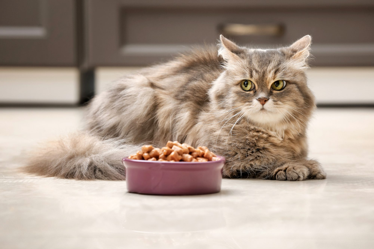 flauschige katze liegt neben einer schüssel voller futter und will nicht fressen