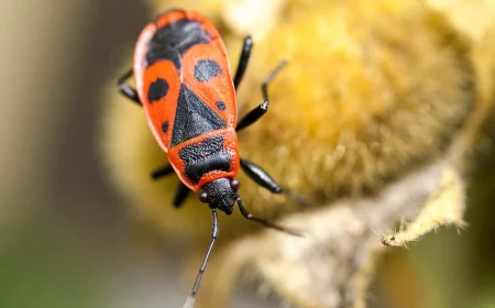 garten feuerwanzen bekaempfen oder in ruhe lassen