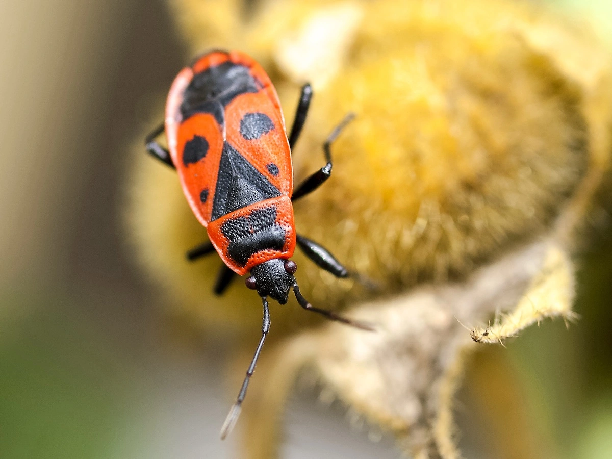 garten feuerwanzen bekaempfen oder in ruhe lassen