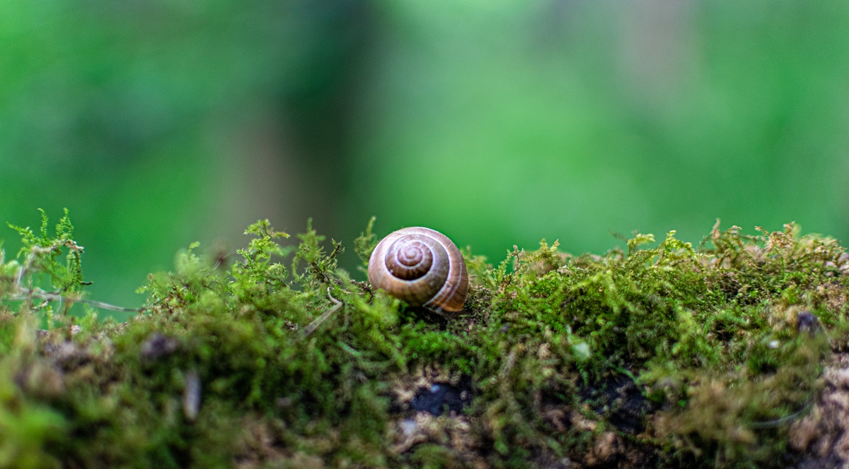 garten schnecken bekaempfen mit hausmitteln und tricks