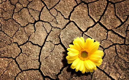 gelbe blüte in sehr trockenem boden