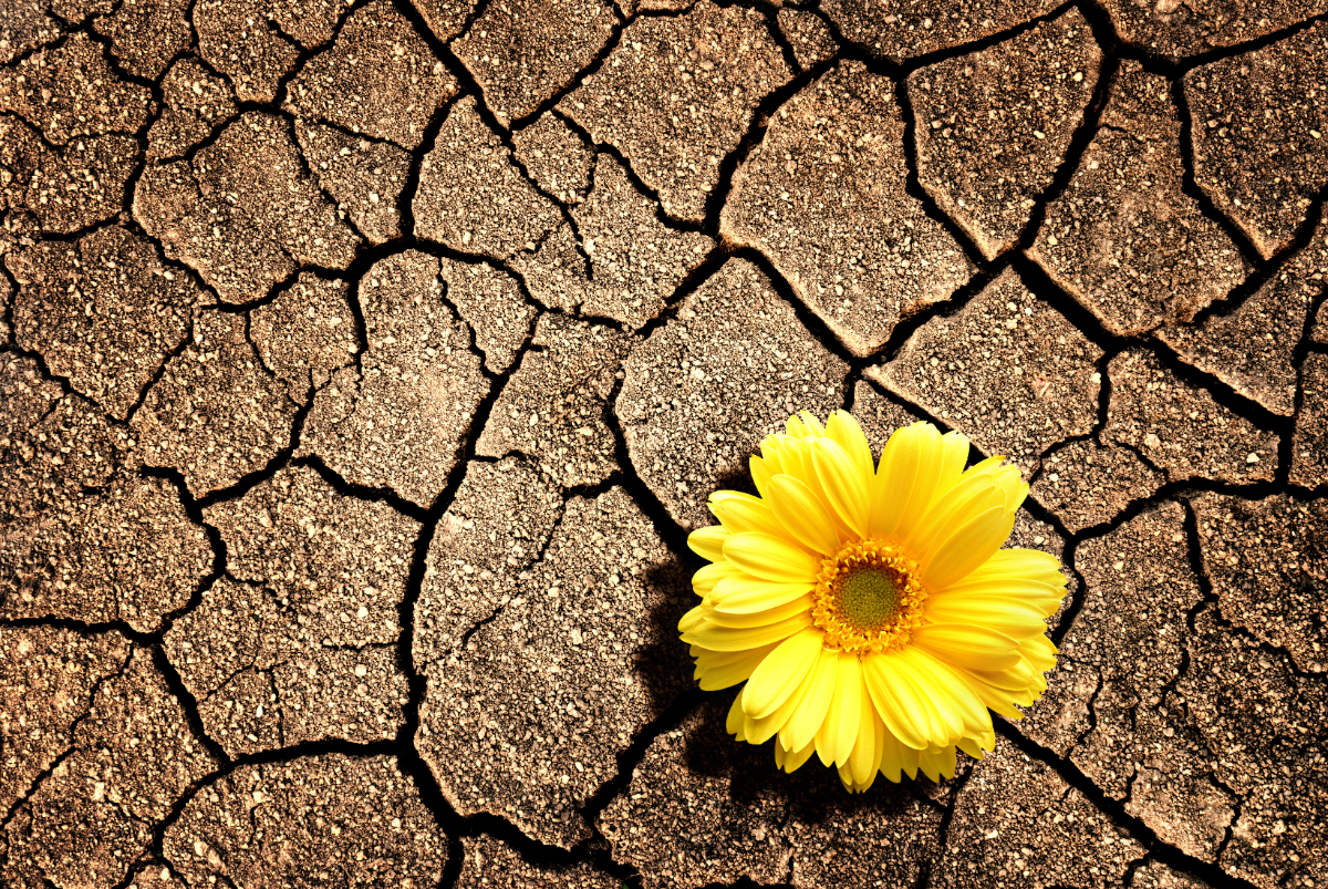 gelbe blüte in sehr trockenem boden