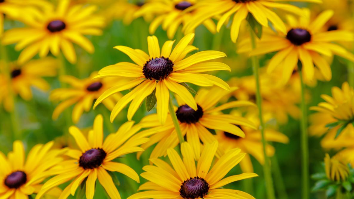 gelbe schwarzäugige susanna blumen im garten