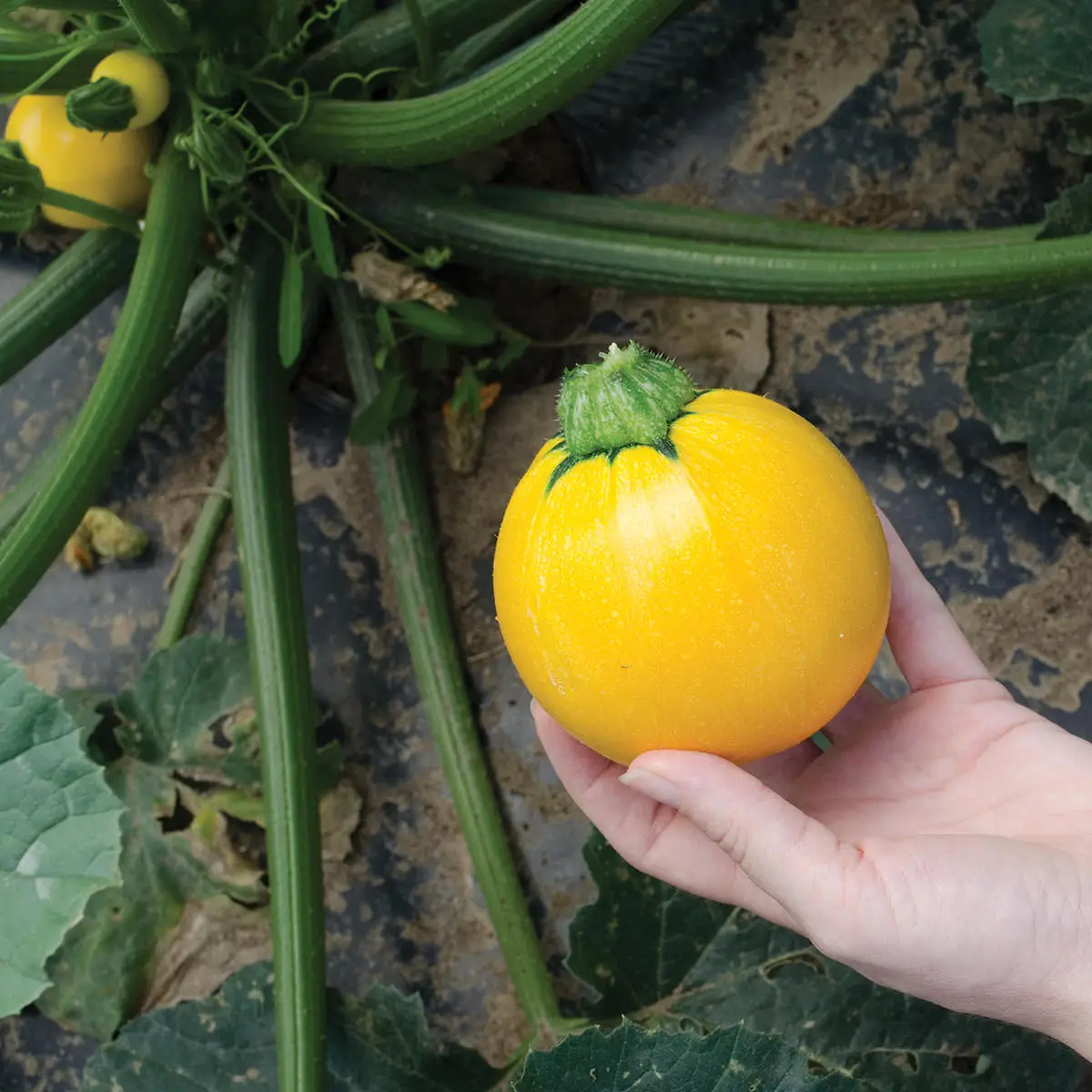 gelbe runde zucchini wann ernten mann erntet eine runde zucchini satt gelb