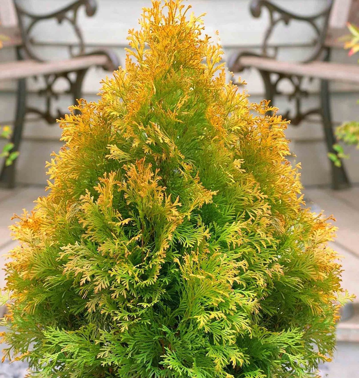 gelbe spitzen bei thuja hecken warum