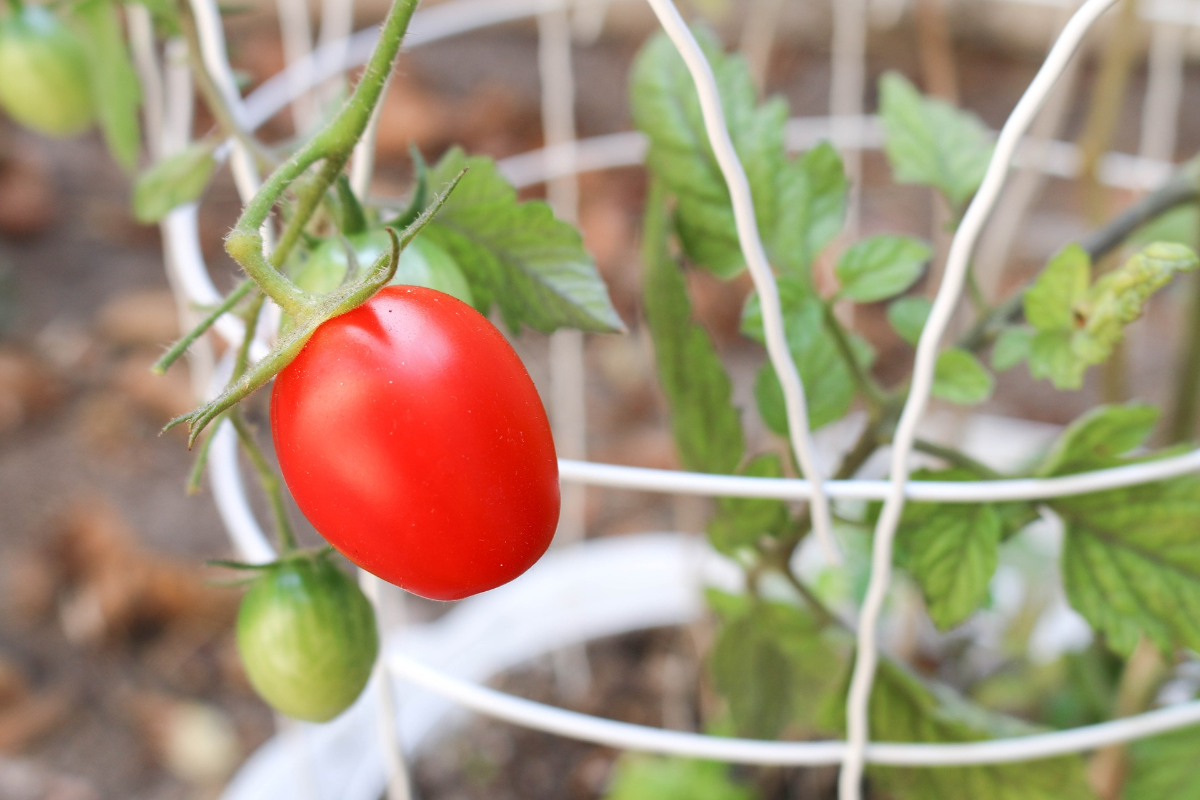 gemuesegarten stuetzsystem einrichten tomatenkaefig