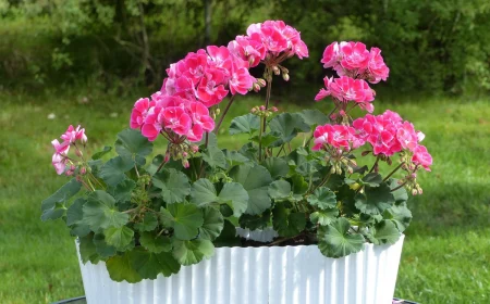 geranien duengen hausmittel pelargonium im topf