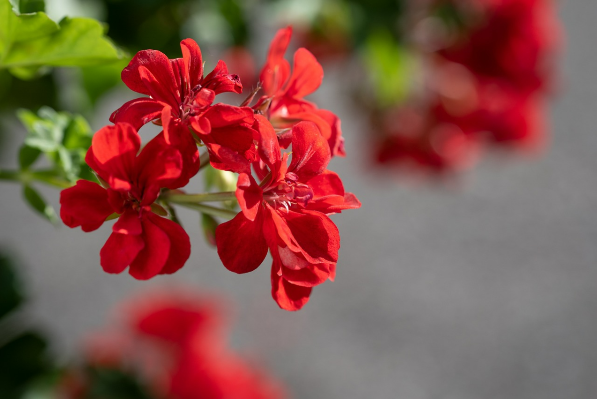 geranien duengen mit kaffeesatz rote gartenblumen