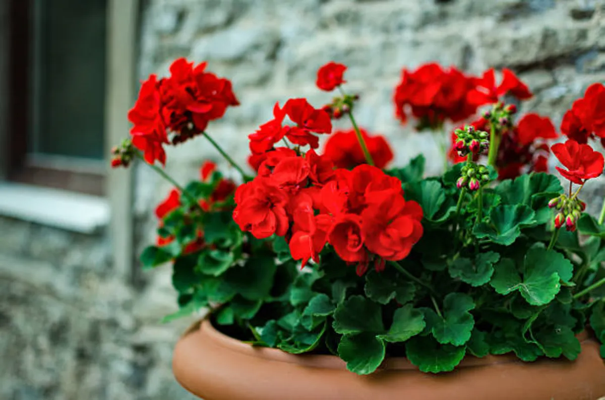geranien richtig pflegen üppige blüte rote farbe