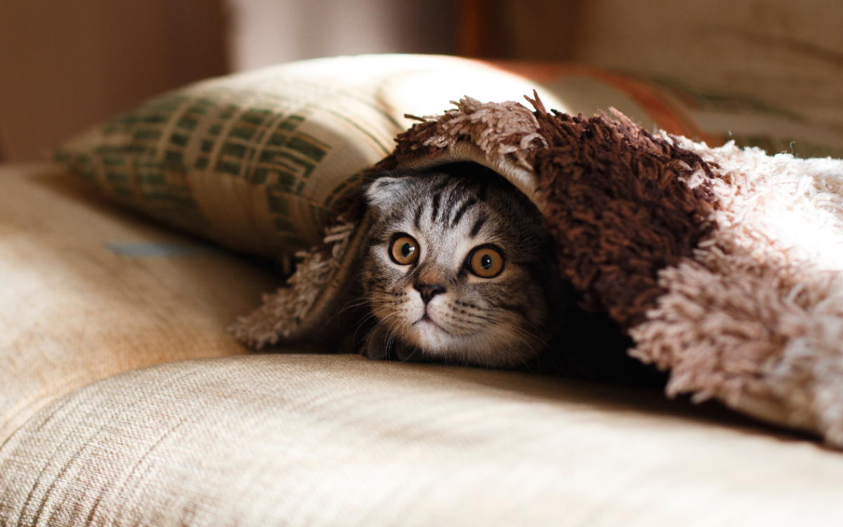 gestresste graue katze die sich unter einer decke versteckt und verängstigt aussieht