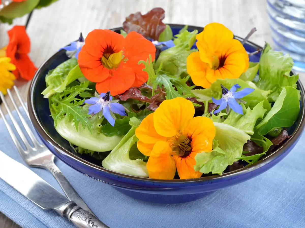 getrocknete essbare blueten teller salat mit kapuzinerkresse orange rot