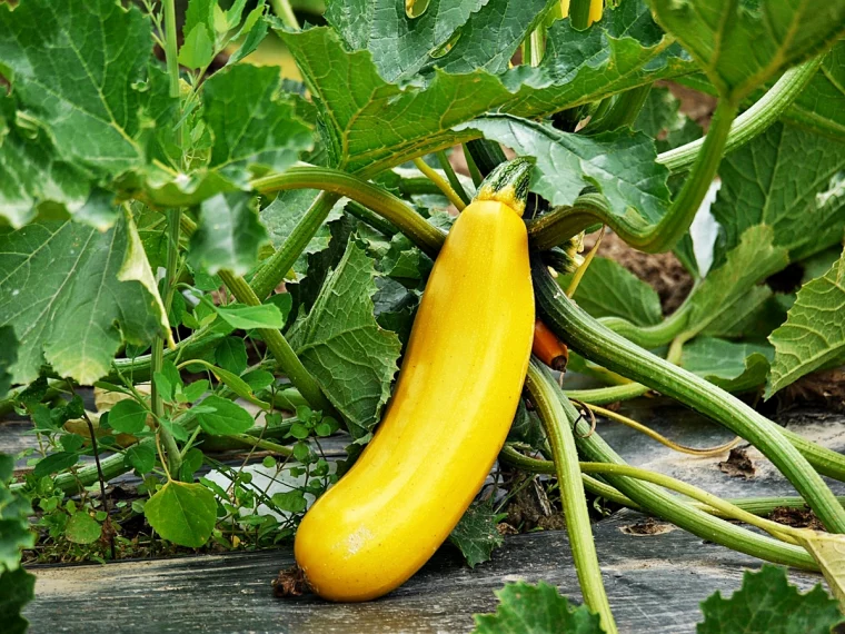 gute nachbarn fuer zucchini gelbe zucchinifrucht