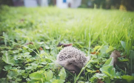 igel im garten gut oder schlecht