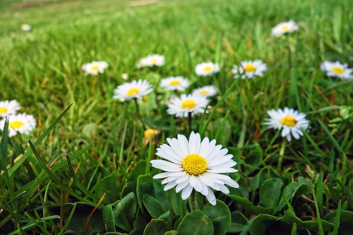 im rasen ist gaensebluemchen ein unkraut