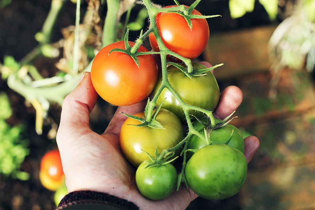 kann man tomatne neben zucchini pflanzen