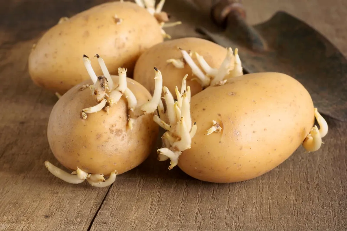 keimende kartoffeln vermeiden an ort mit konstanter temperatur lagern