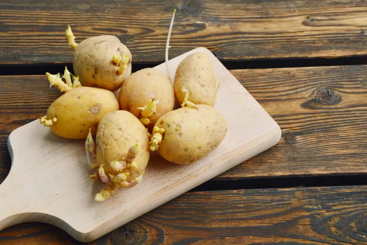 keimende kartoffeln vermeiden in einem gut belüfteten gefäß lagern