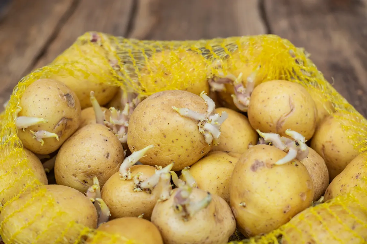 keimende kartoffeln vermeiden in netztüte lagern gute belüftung
