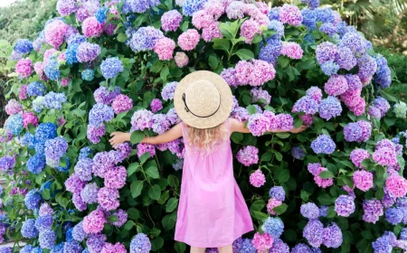 koennen hortensien wieder bluehen maedchen steht vor grossem hortensien strauch blau rosa