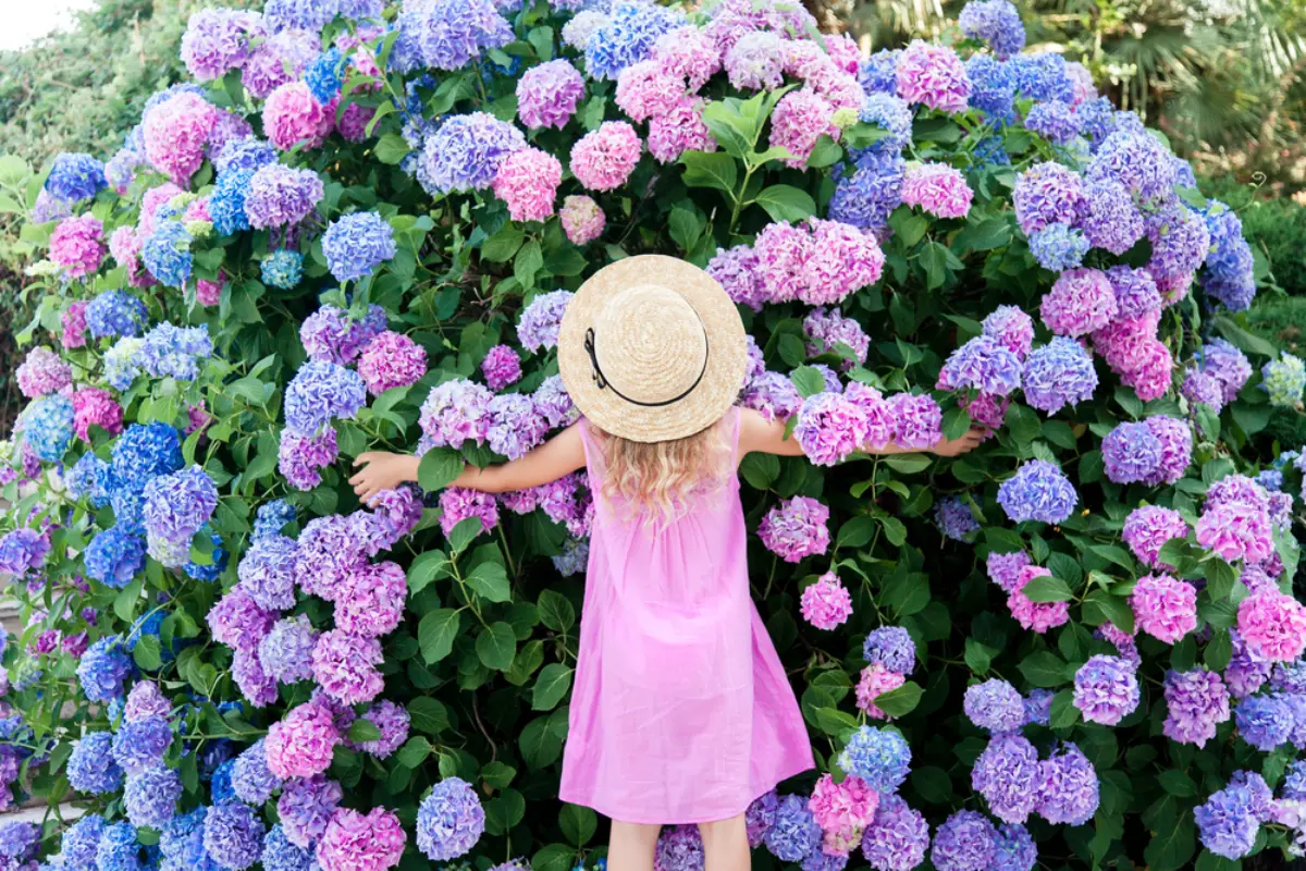 koennen hortensien wieder bluehen maedchen steht vor grossem hortensien strauch blau rosa