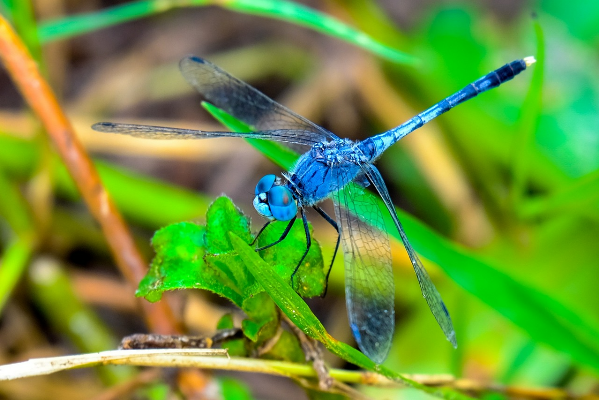 libellen in den garten locken blaue libelle