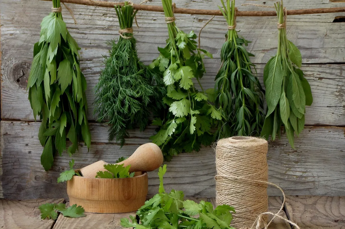liebstöckel pflanzen in der küche verwenden in salaten als grünes gewürz beim kochen