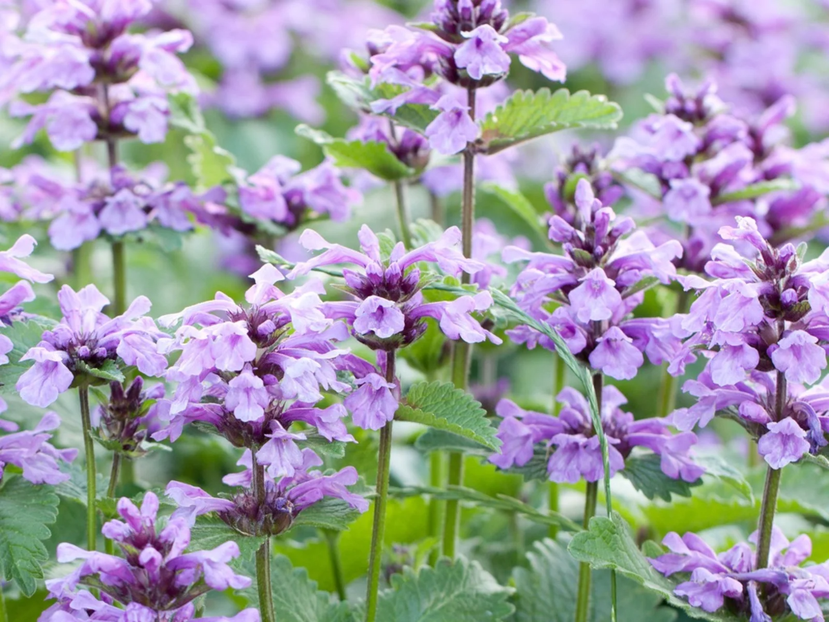 lila katzenminze im garten als pflanzen für trockenheit