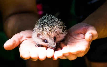 mensch haelt igel