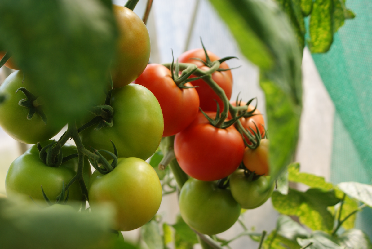 muss man tomaten jeden tag giessen um reiche ernte zu bekommen