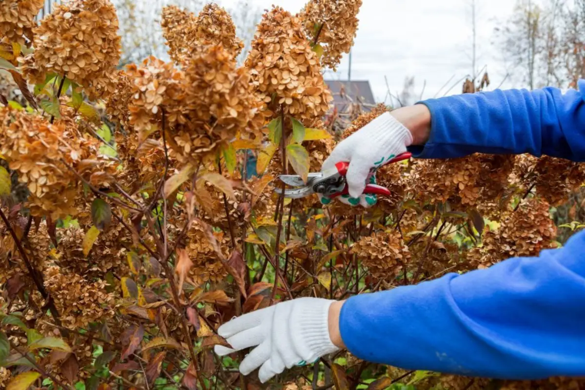 muss man verbluehte hortensien abschneiden verbluehte trockene hortensie abscheiden