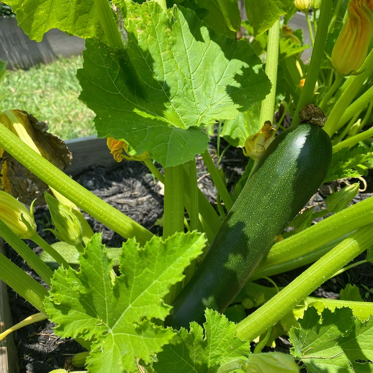 nachbarn fuer zucchini pflanzen reife zucchini an der sonne 