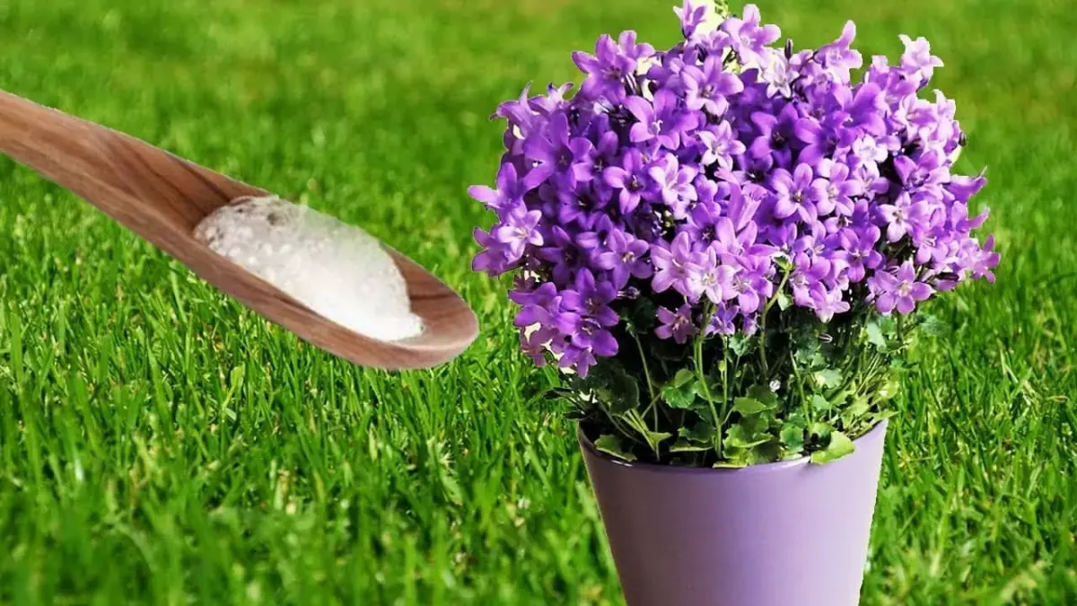 natron als abwehrmittel gegen schädlinge benutzen blume in blumentopf kleine lilafarbene blüten