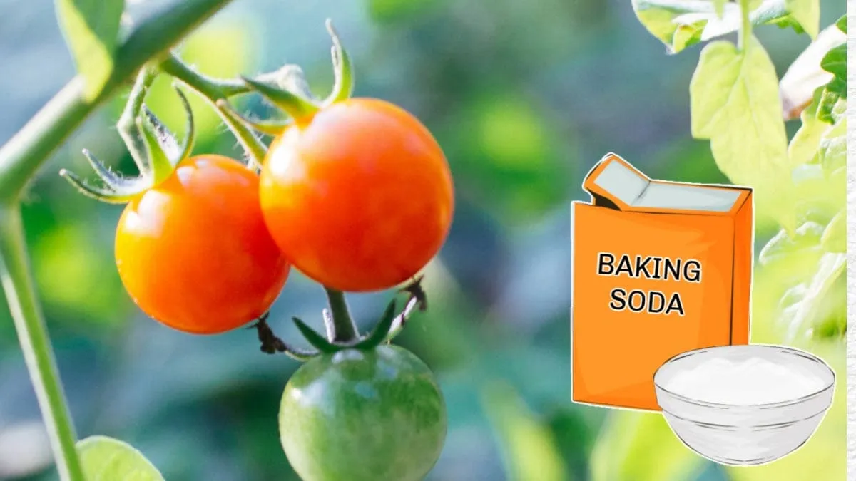 natron im garten benutzen als pestizid mit wasser mischen tomaten besprühen