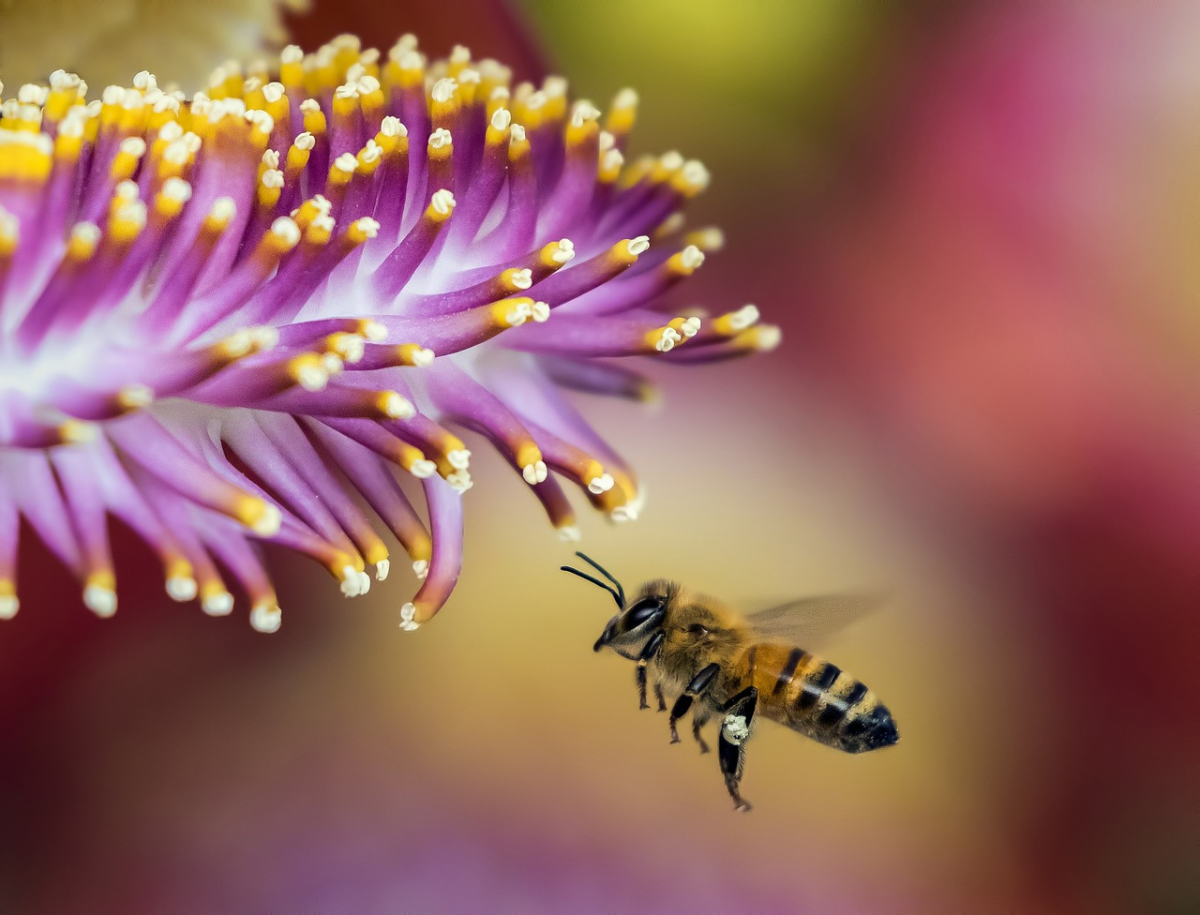 nuetzlinge im gemüsegarten bienen blume