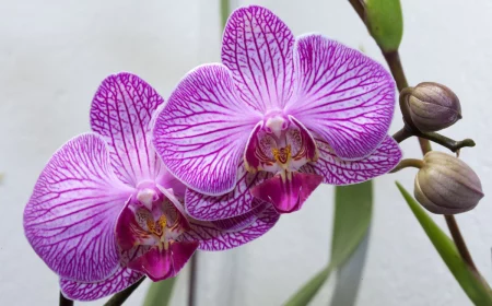 orchideen blaetter werden gelb und fallen ab