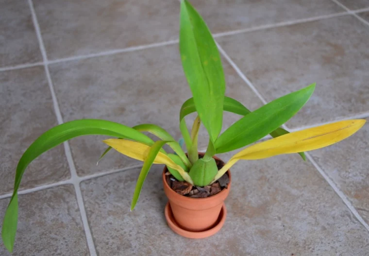 orchideen gelbe welke blaetter die pflanze retten