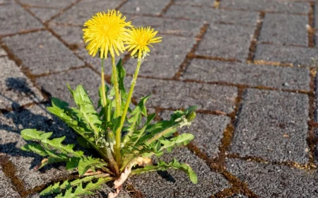 pflaster dauerhaft unkrautfrei